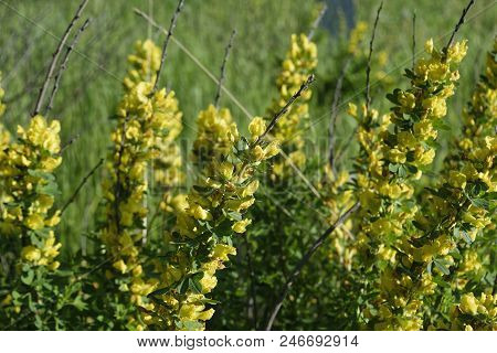 Cytisus Scoparius, The Common Broom Or Scotch Broom.