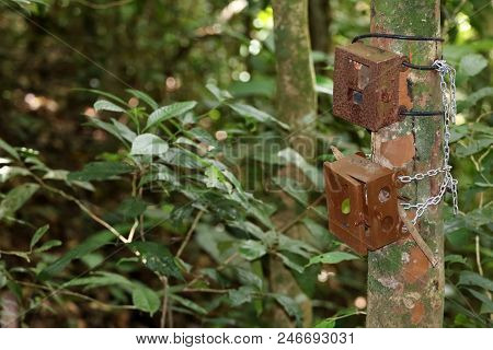 Old And New Camera Trap Box Or Case Attaches To A Tree In The Rain Forest For Capturing Wild Animals