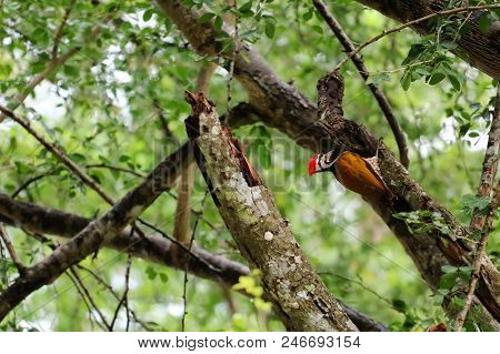 Common Flameback Or Common Goldenback Birds On The Tree In The Rain Forest In Thailand.