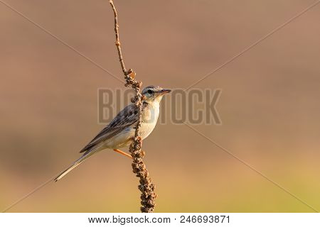 Northern Wheatear Or Oenanthe Oenanthe On Branche