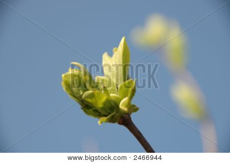 Hojas jóvenes en primavera