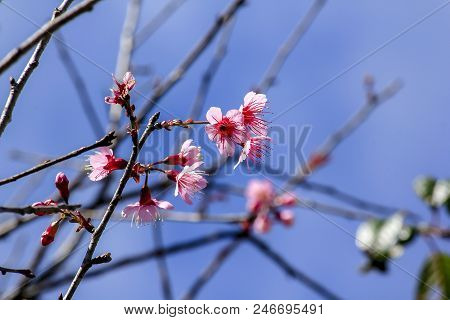 Prunus Cerasoides That Bloom Beautifully In Nature.