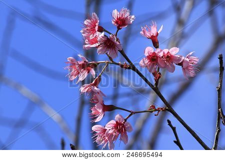 Prunus Cerasoides That Bloom Beautifully In Nature.