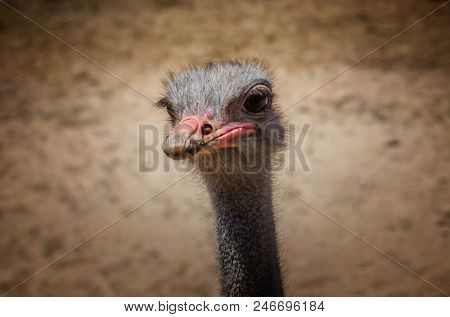 Ostrich head closeup against dirt brown background