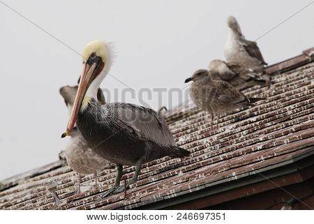 California Brown Pelican On A Roof, Stearns Wharf, Santa Barbara