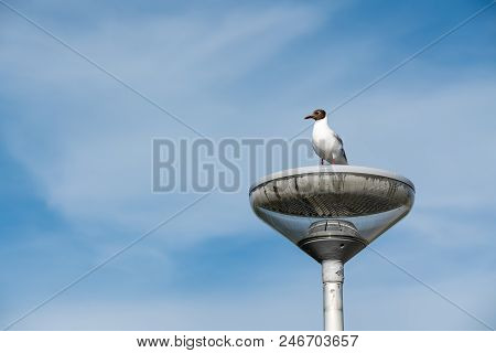 Longest The Coast At The Sea You See A Lot Of This Beautiful Seebird