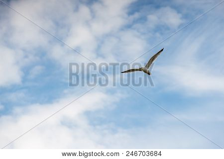 Longest The Coast At The Sea You See A Lot Of This Beautiful Seebird Flying