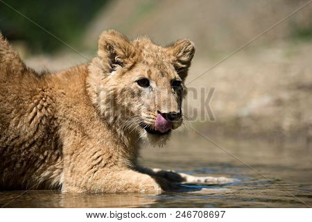 Close Up Young Lion Cub Drink Water