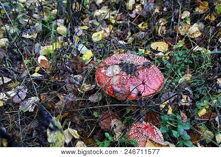 Mushroom Fly Agaric In The Forest In Grass In Autumn Forest