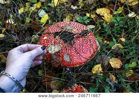 Mushroom Fly Agaric In The Forest In Grass In Autumn Forest