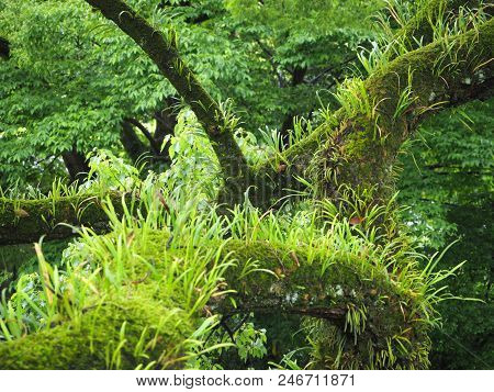 Fern On The Old Japanese Aprico At The Temple