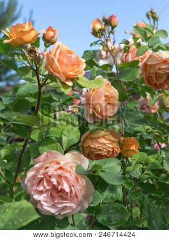 Blooming Yellow Orange Roses In The Garden On A Sunny Day. Charles Austin' Rose
