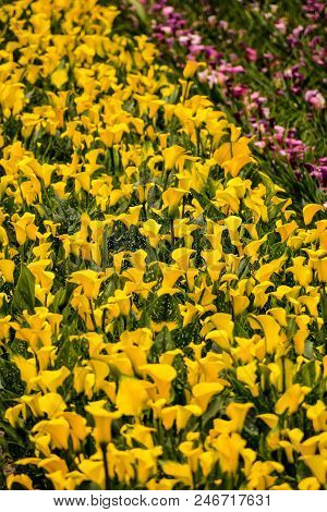 Photo Picture Of Calla Flower Colored Garden Field Cultivation