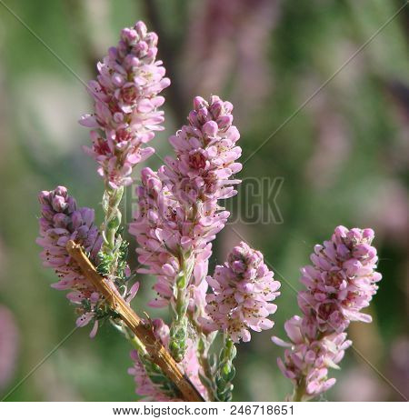 Tamarisk Of The Garden, Omsk Region, Russia