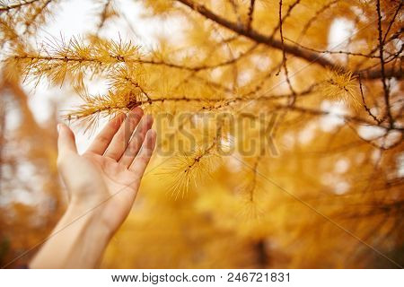 Golden Autumn With Yellow Trees In The Forest. Tree With Yellow Larch Needles In The Hands Of Women,
