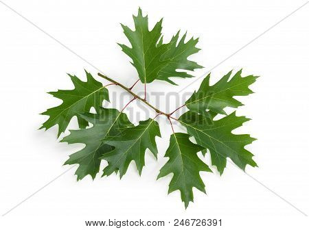 Sprig Of Northern Red Oak With Serrated Green Leaves On A White Background