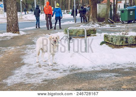 Dog Stay At Street. Travel Photo.