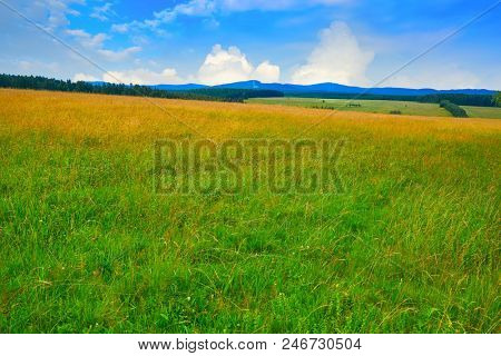 Agriculture green meadow in the Harz forest of Germany