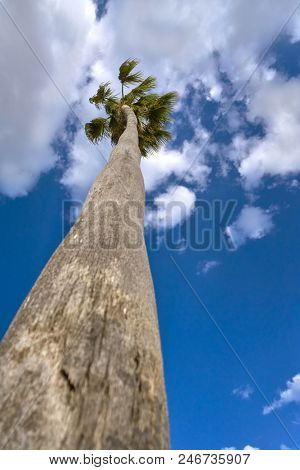 Washingtonia high Palm tree under a blue sky