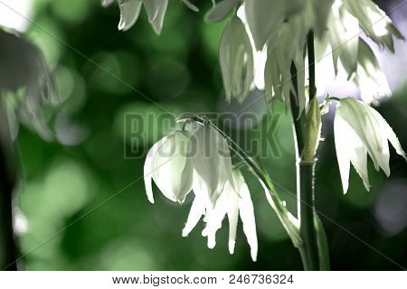 Decorative Yucca Plant. Flowers Of Yucca. Blooming Yucca Bush. Yucca Bushes In Bloom. Gardening Them