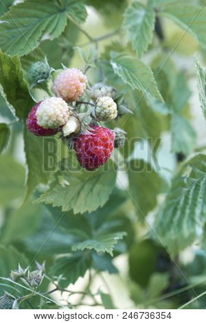 Ripe Raspberry On The Branch In The Garden. Fresh Raspberry Bush. Juicy Red Berries. Delicious And H