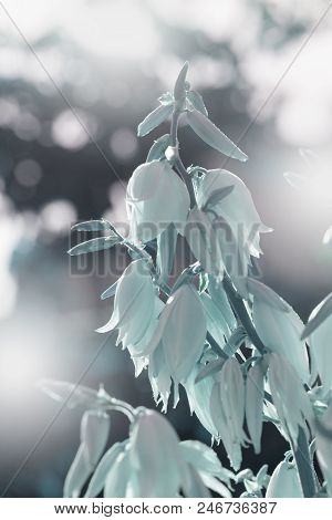 Decorative Yucca Plant. Flowers Of Yucca. Blooming Yucca Bush. Yucca Bushes In Bloom. Gardening Them