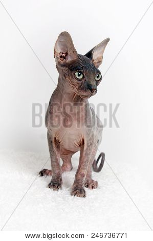 Bald Cat. Cat Of Breed Sphinx. Naked Cat. A Kitten Without Wool.