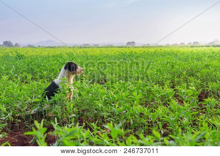 Dog Ranch Darden Guard From The Thief