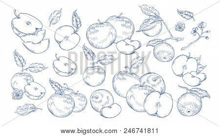 Bundle Of Monochrome Drawings Of Whole And Cut Apples, Slices, Tree Branches And Flowers. Collection