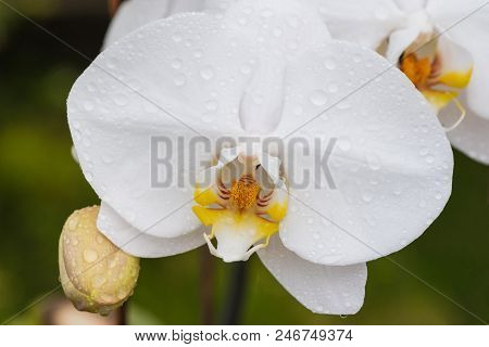 White Orchid With Droplets Of Water On The Surface After Rain.