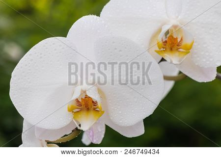 White Orchid With Droplets Of Water On The Surface After Rain.