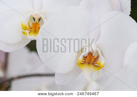 White Orchid With Droplets Of Water On The Surface After Rain.