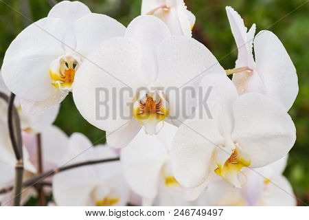 White Orchid With Droplets Of Water On The Surface After Rain.