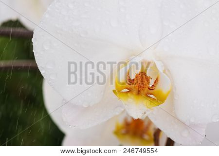 White Orchid With Droplets Of Water On The Surface After Rain.