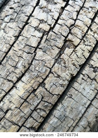 Fine Striations In A Grey Tree Bark. Picture Useful As A Background