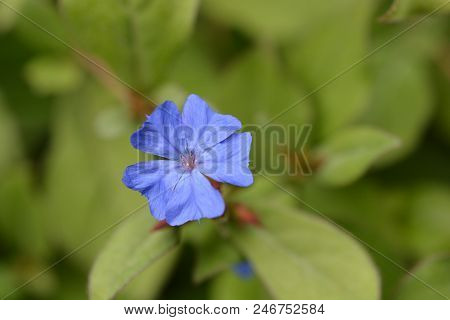 Blue Leadwort Flower - Latin Name - Ceratostigma Plumbaginoides