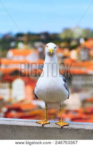 Seagull And Porto, Portugal Old Town Aerial View With Colorful Houses