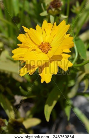 Tickseed Early Sunrise - Latin Name - Coreopsis Grandiflora Early Sunrise
