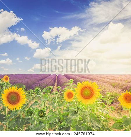 Sunflower And Lavender Flowers Field At Summer Sunsrise, Provence, France, Retro Toned