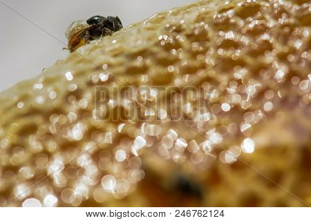 Nest Of Apis Florea