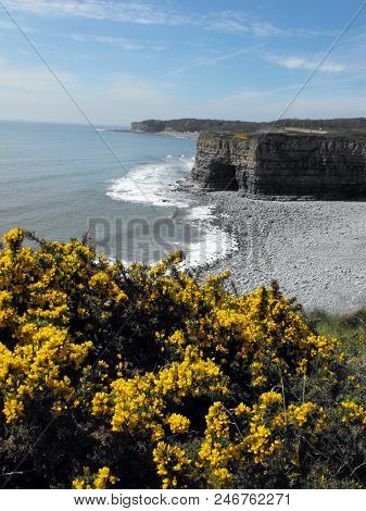 Llantwit Major Coastline With Gorse In Foreground