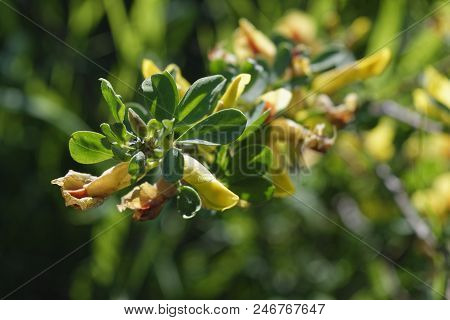 Cytisus Scoparius, The Common Broom Or Scotch Broom.