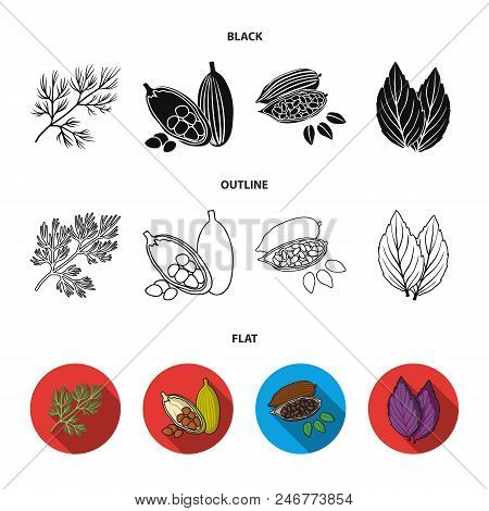 Dill, Cocoa Beans, Basil.herbs And Spices Set Collection Icons In Black, Flat, Outline Style Vector 