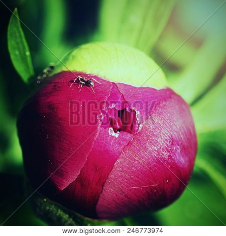Red Ants On A Peony Bud . Aggressive Ants Opening  Bud Of Peony And Drink Sweet Juice.
