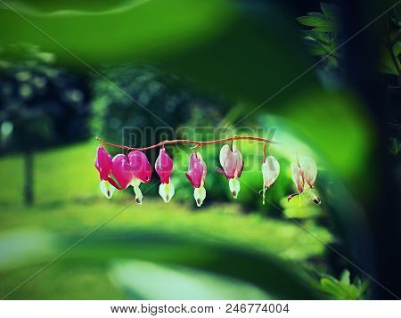 Fuchsia In Bloom, Selective Focus. Hanging Cluster Of The Fuchsia Plant In The Summer