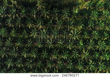 Aerial View Of Oil Palm Tree Plantation Field