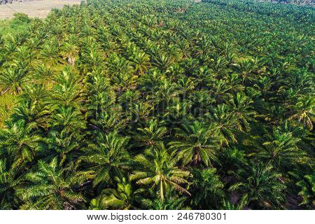 Aerial View Of Oil Palm Tree Plantation Field