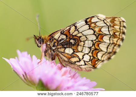 Summer Scene, Butterfly On Flower - Little Melanargia (melanargia Galathea)