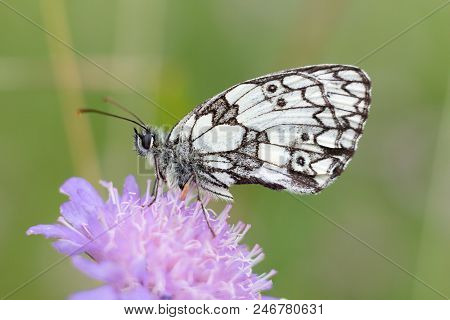 Summer Scene, Butterfly On Flower - Little Melanargia (melanargia Galathea)