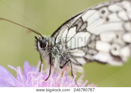 Summer Scene, Butterfly On Flower - Little Melanargia (melanargia Galathea)